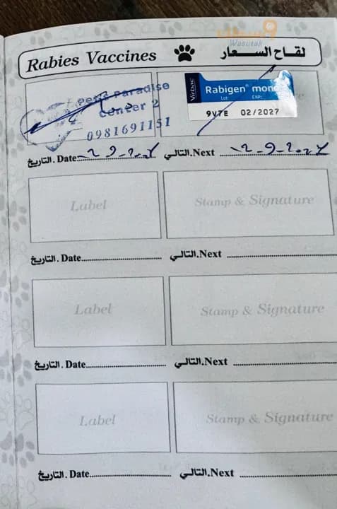 قط سكوتش ذكر  - 5