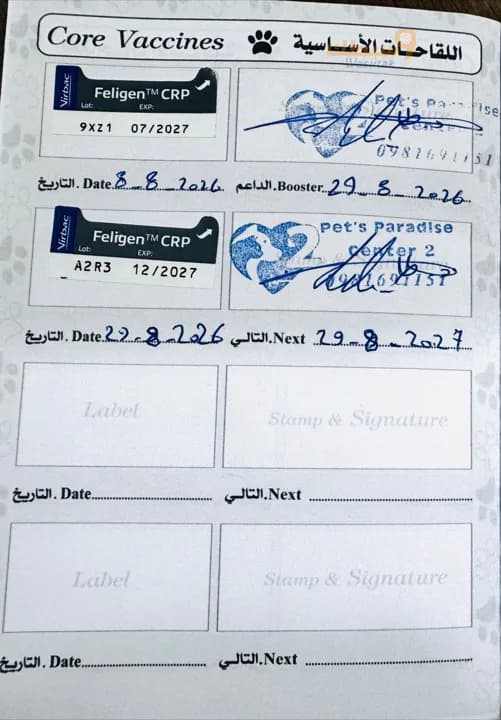 قط سكوتش ذكر  - 2